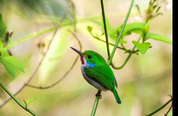 Cuban Tody Animal Bird