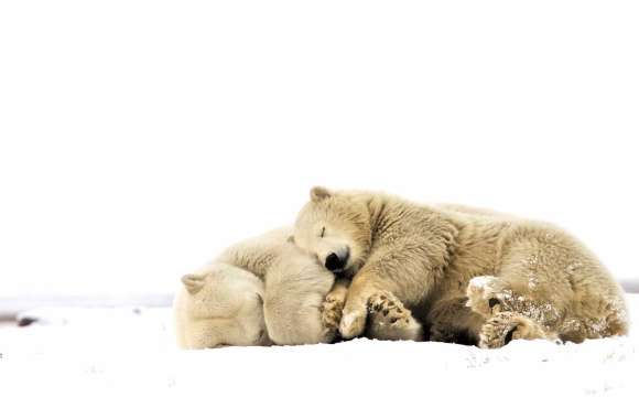 Cuddling Polar Bears