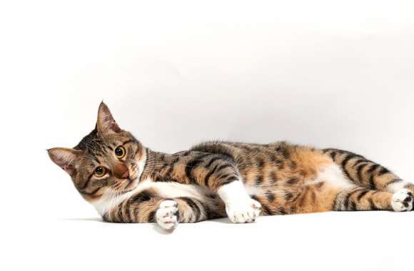 Cuddly Cat Purrfect Relaxation wallpapers hd quality