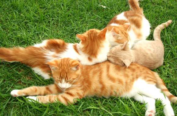 Cuddly Kittens Adorable for Cat Lovers