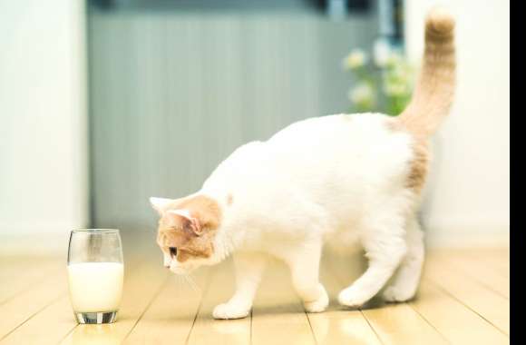 Curious Cat and Milk A Charming