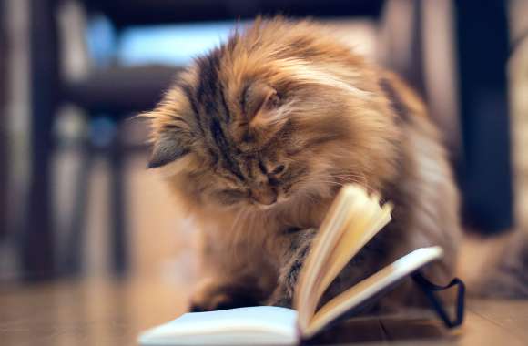 Curious Cat of a Feline Reading wallpapers hd quality