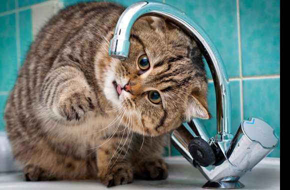 Curious Cat Under Faucet - wallpapers hd quality