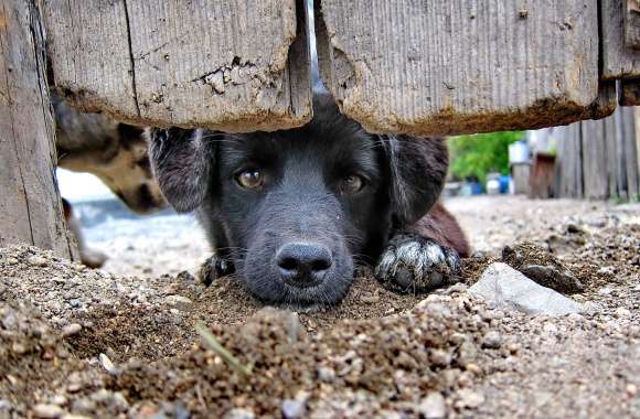 Curious Dog -