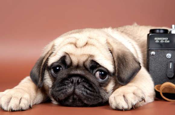 Cute and Sad Pug Puppy wallpapers hd quality