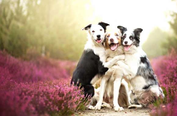 Cute Australian Shepherd and Border Collie Love -