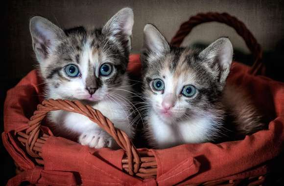 Cute Basket Kitten Animal Cat Cute Cat