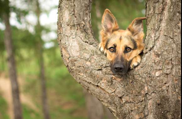 Cute Bokeh Close-up Dog Animal German Shepherd wallpapers hd quality