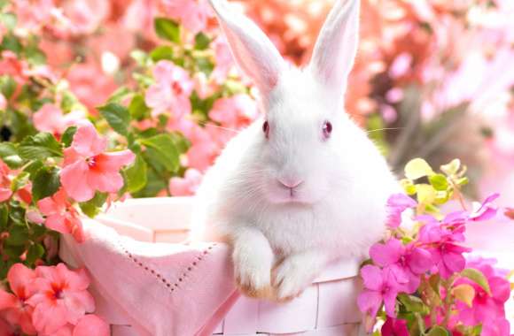 Cute Bunny Among Pink Flowers -