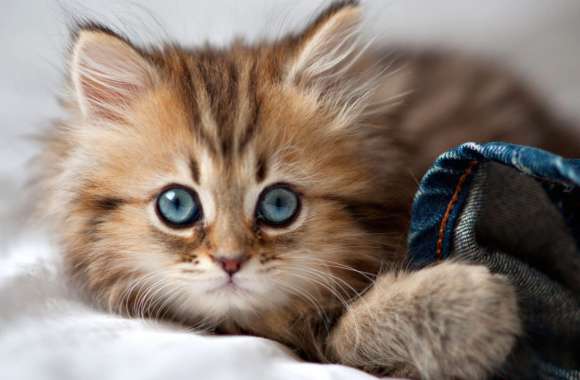 Cute Cat Adorable Feline with Stunning Blue Eyes