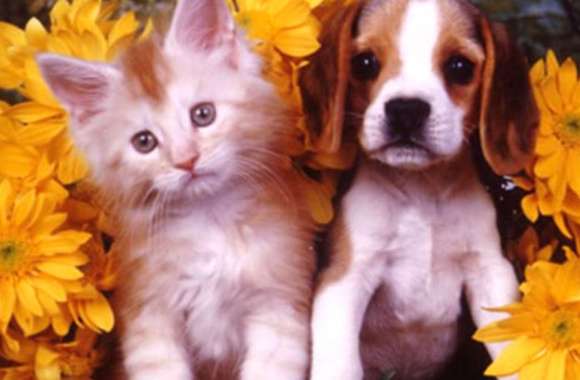 Cute Cat and Puppy among Flowers -