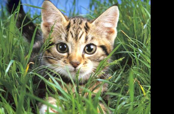 Cute Cat in the Grass - wallpapers hd quality