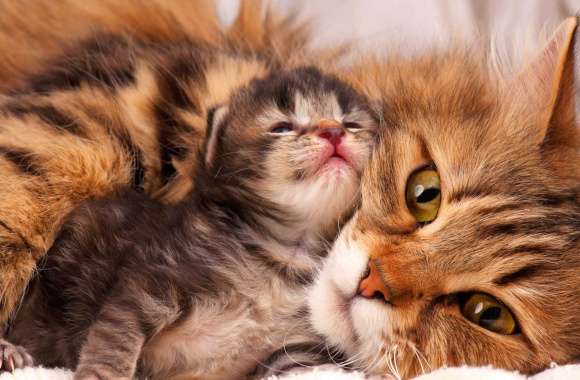Cute Cat Love - HD Kitten Wallpaper wallpapers hd quality
