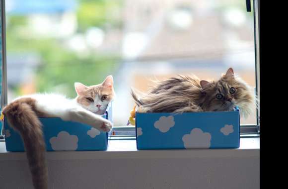 Cute Cats Cozy Moments