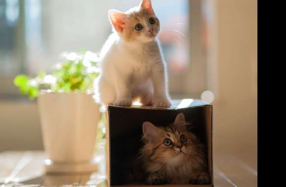 Cute Cats in HD A Purrfect Wallpaper for Animal Lovers