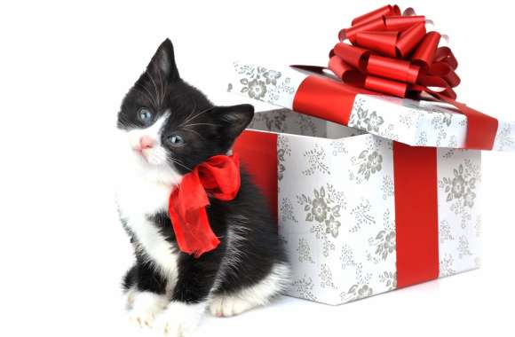 Cute Christmas Kitten Gift wallpapers hd quality