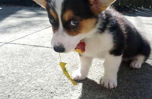 Cute Corgi Pup