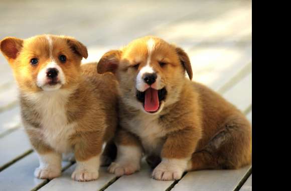 Cute Corgi Puppies