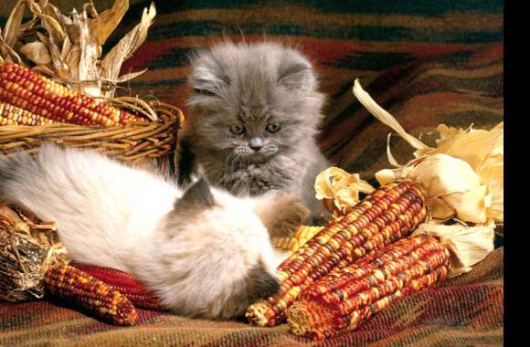 Cute Corn Animal Cat Cute Cat Wallpaper