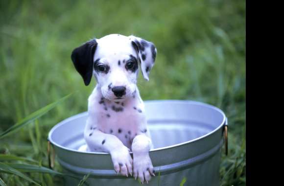 Cute Dalmatian Puppy -