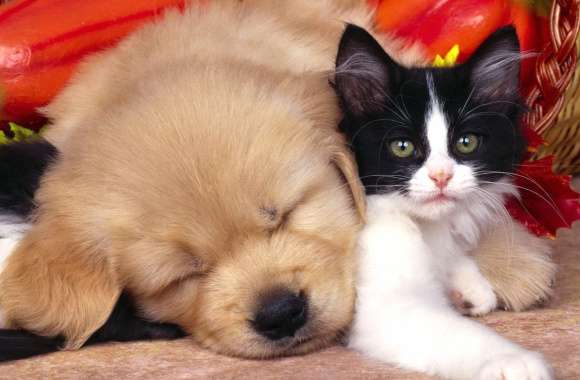 Cute Dog Cat Animal Cat & Dog Cute Cat