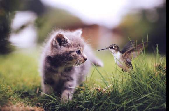 Cute Encounters Hummingbird & Kitten