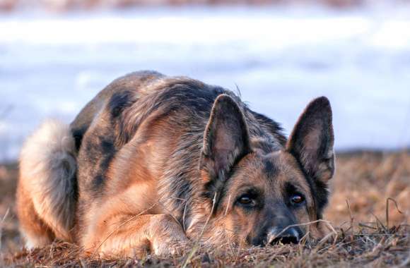 Cute German Shepherd in Bokeh -