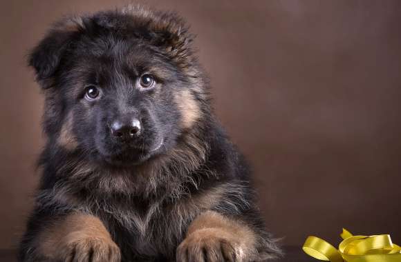 Cute German Shepherd Puppy