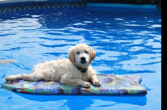 Cute Golden Retriever Puppy Pool