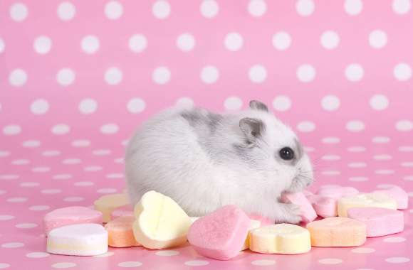 Cute Hamster Sweet Moments wallpapers hd quality