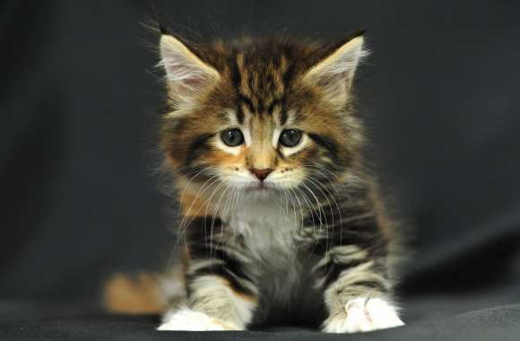 Cute Kitten Adorable for Animal Lovers