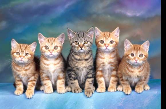 Cute Kitten Family wallpapers hd quality