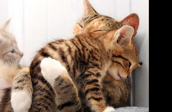 Cute Kitten Hug Fest