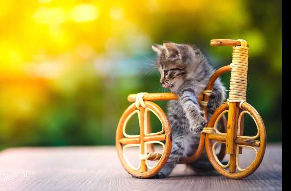 Cute Kitten on a Bicycle - Adorable