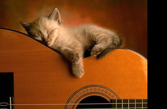 Cute Kitten on Guitar - wallpapers hd quality