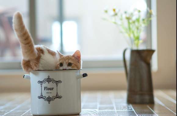 Cute Kitten Playful Feline in a Flour Pot