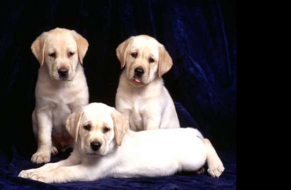 Cute Labrador Retriever Puppies -