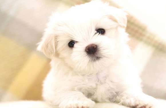 Cute Maltese Puppy