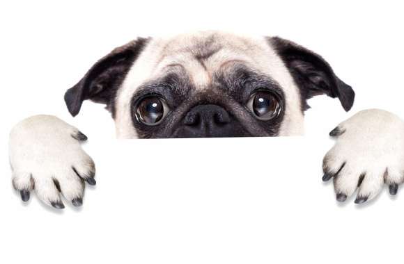 Cute Pug Adorable Pug Peeking Out wallpapers hd quality