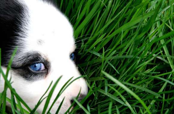 Cute Puppy in Grass -