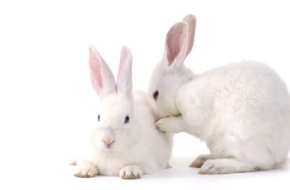 Cute Rabbits wallpapers hd quality