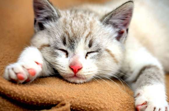 Cute Sleeping Kitten Animal Cat Cute Cat