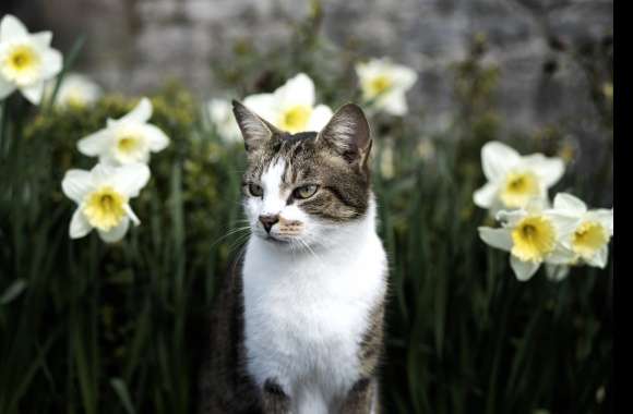 Daffodil Flower Animal Cat