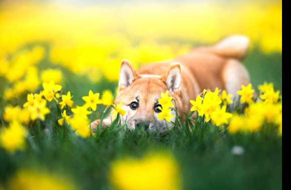 Daffodil Puppy Ba wallpapers hd quality