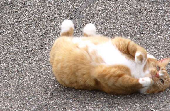 Dally rolling around on the driveway