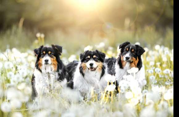 Dandelion Animal Australian Shepherd