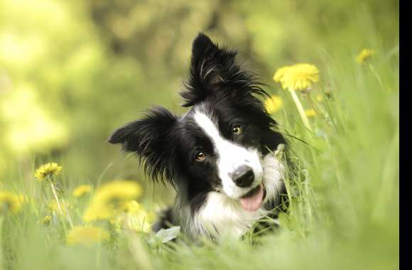 Dandelion Dog Bokeh Flower Animal Border Collie