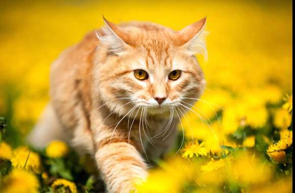 Dandelion Spring Bokeh Animal Cat