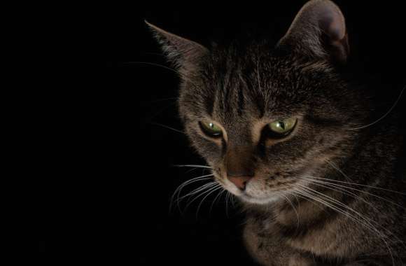 Dark Animal Cat wallpapers hd quality