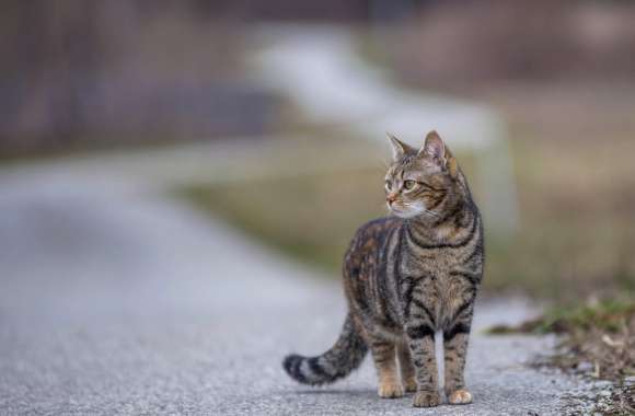 Depth Of Field Animal Cat